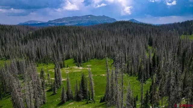 a view of a backyard with plants and a bench