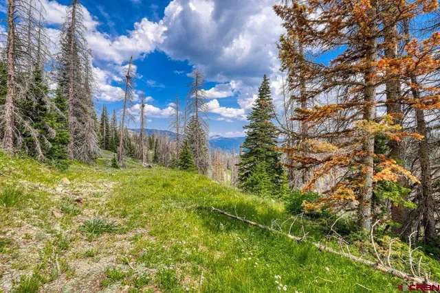 a view of a yard with plants