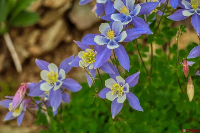 $1,200,000 | Tbd Tbd Stunner Pass, Antonito, CO 81120