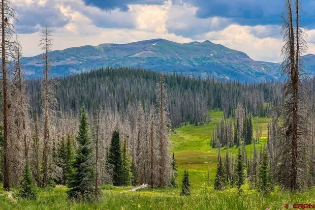 a view of a back yard