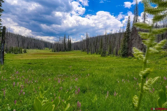 a view of a room with a large tree