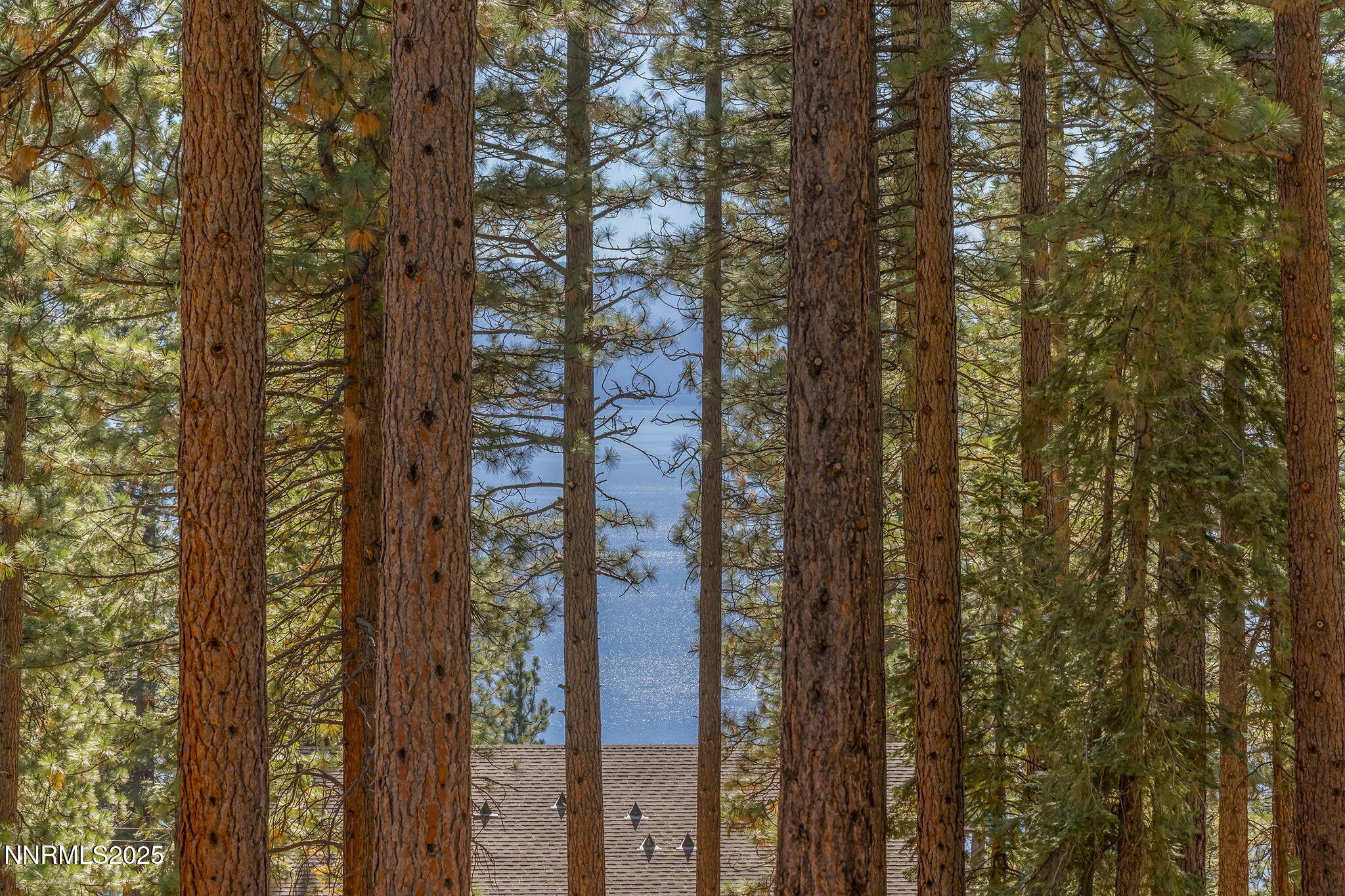 563 Tyner Way Incline Village, NV 89451 - Photo 42 of 42 a close up of a tree
