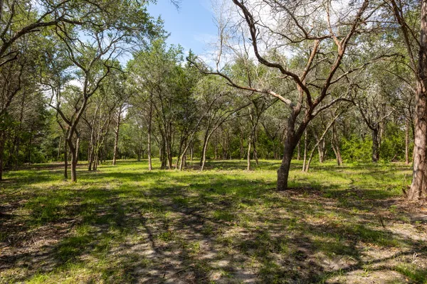 a big yard with trees