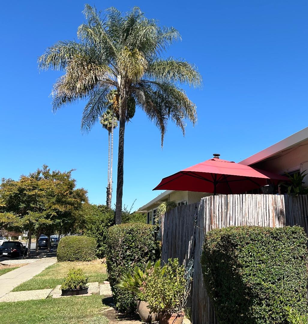 494 Greendale Way San Jose, CA 95129 - Photo 6 of 8 a front view of a house with yard and trees