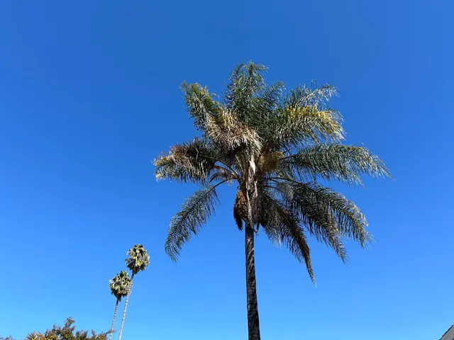 a view of a palm plant