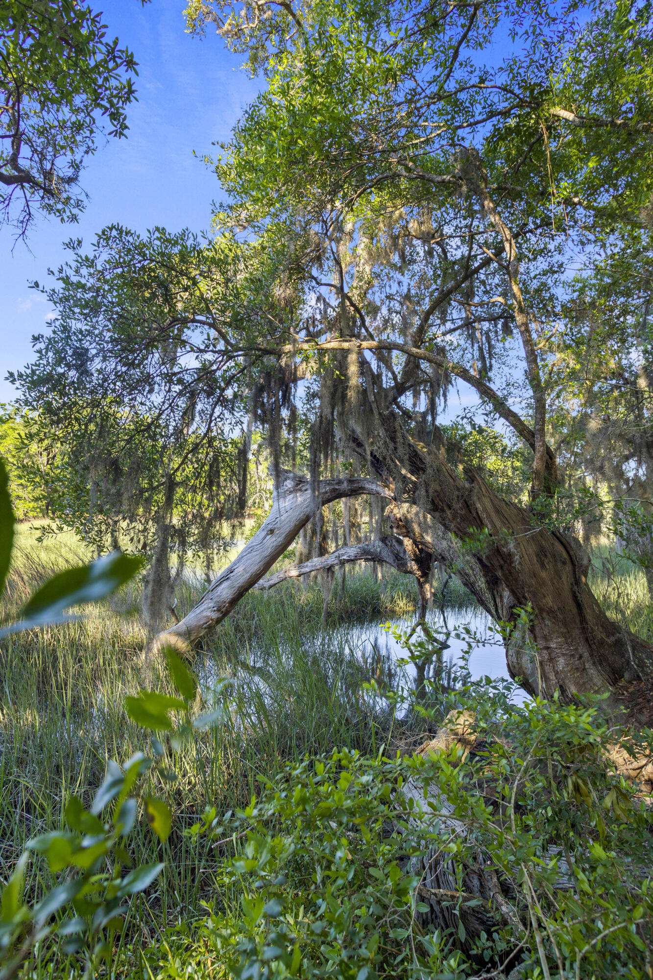3361 Hickory Hill Road Johns Island, SC 29455 - Photo 54 of 71 IMG_5156