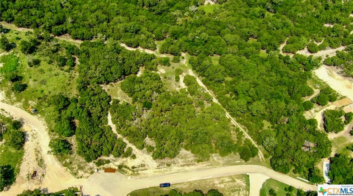 a view of a yard with plants and large trees