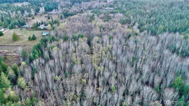 a view of a lush green forest with large trees