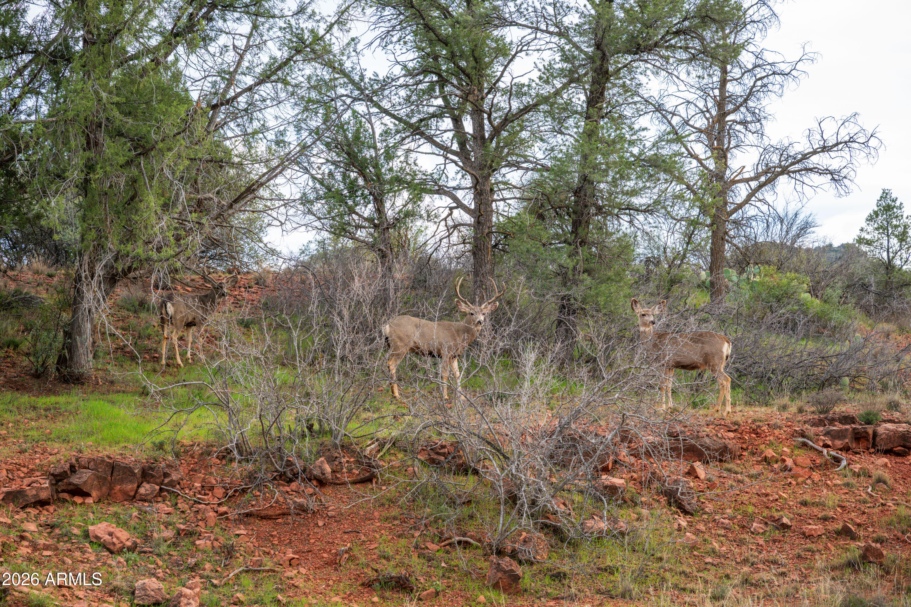 35 Russet Ridge Place, Unit 78 Sedona, AZ 86336 - Photo 23 of 30 a view of a forest with trees