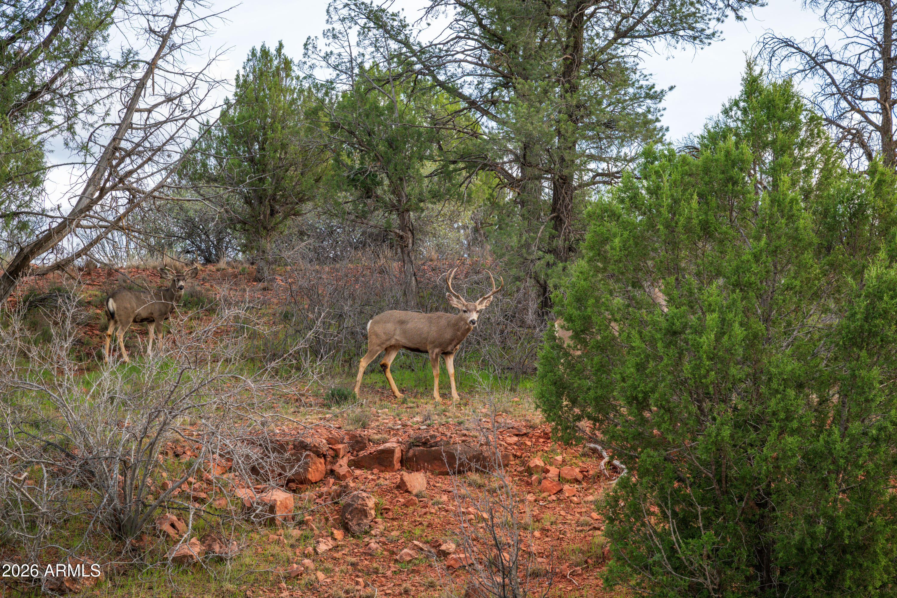 35 Russet Ridge Place, Unit 78 Sedona, AZ 86336 - Photo 24 of 30 a garden with a bench and some trees