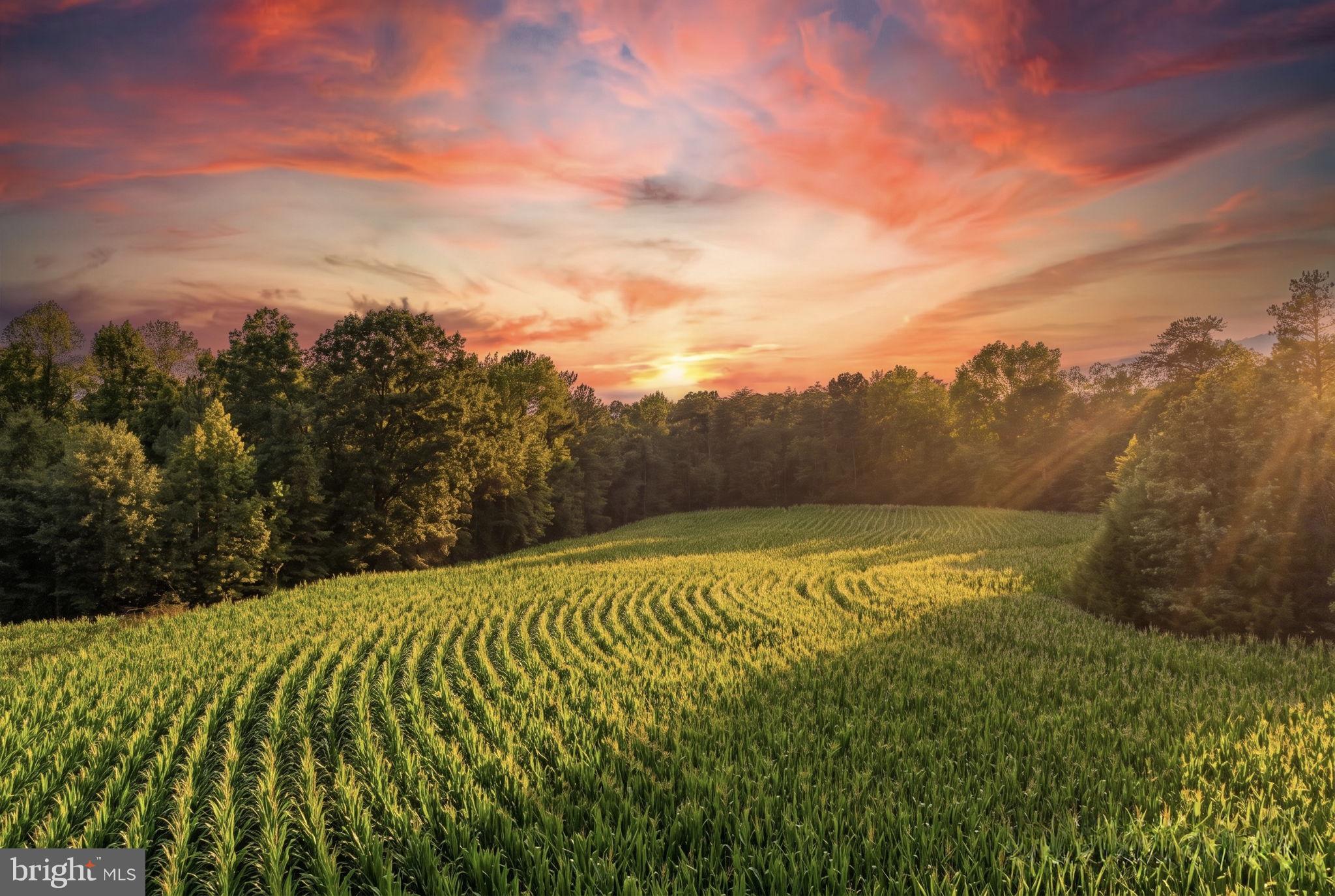 0 Todd Lane Ruther Glen, VA 22546 - Photo 7 of 8 Sunset over lush cornfields.