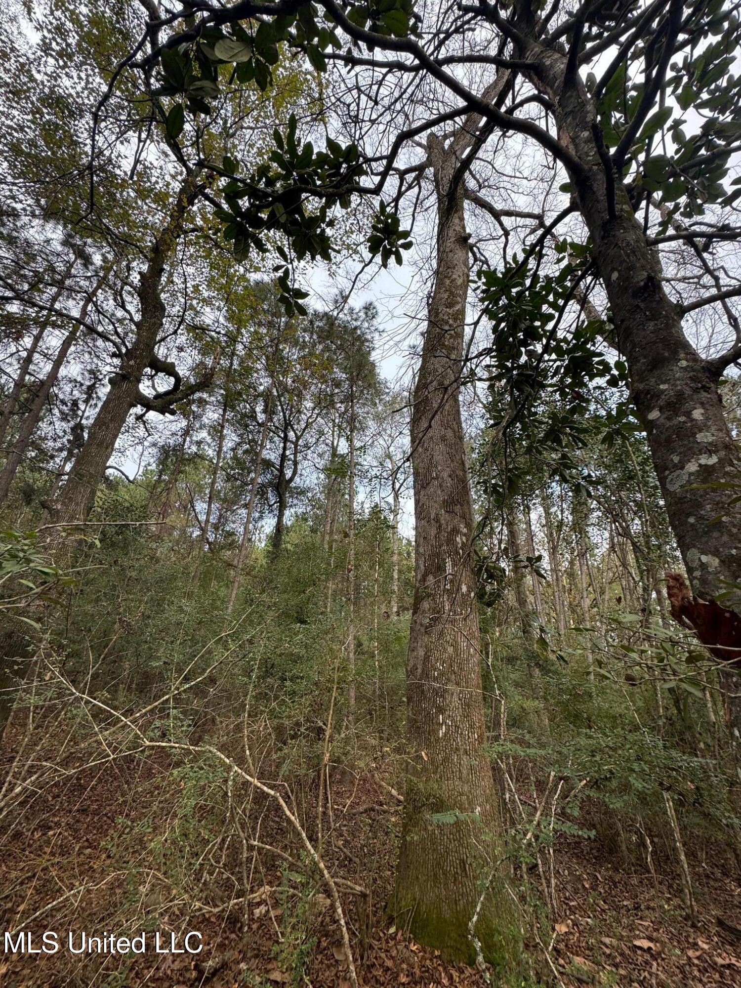 0 Elarton Road Magnolia, MS 39652 - Photo 9 of 27 Oaks
