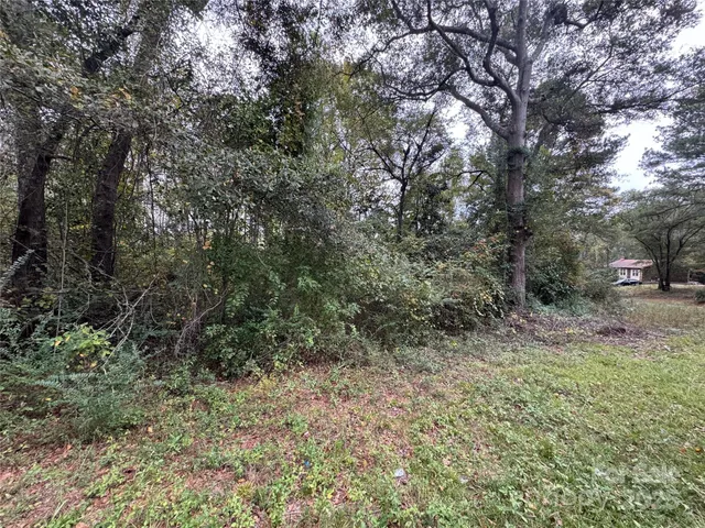 a view of a forest with trees in the background