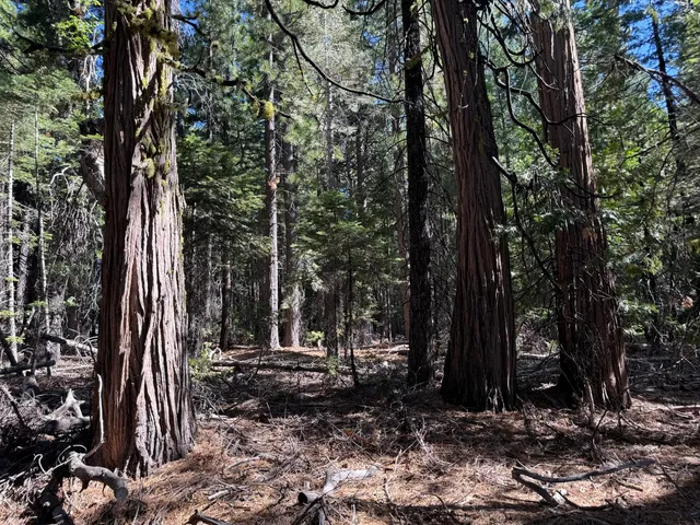 a view of outdoor space with trees