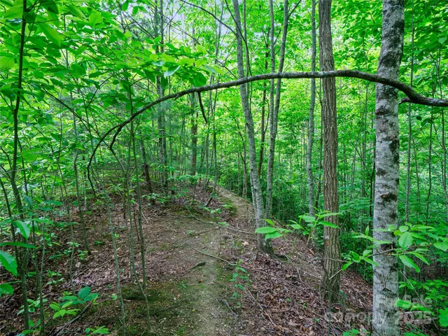 a view of a backyard with plants