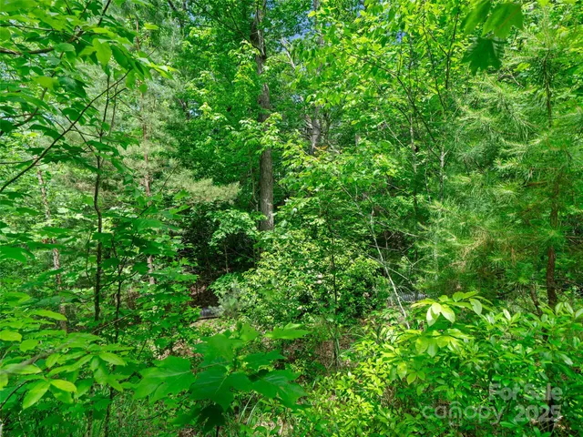a view of a lush green forest