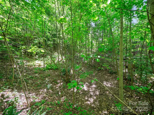 a view of a lush green forest
