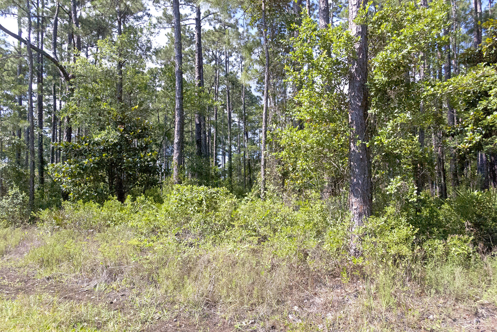 Lot H19 Driftwood Point Road Santa Rosa Beach, FL 32459 - Photo 2 of 5