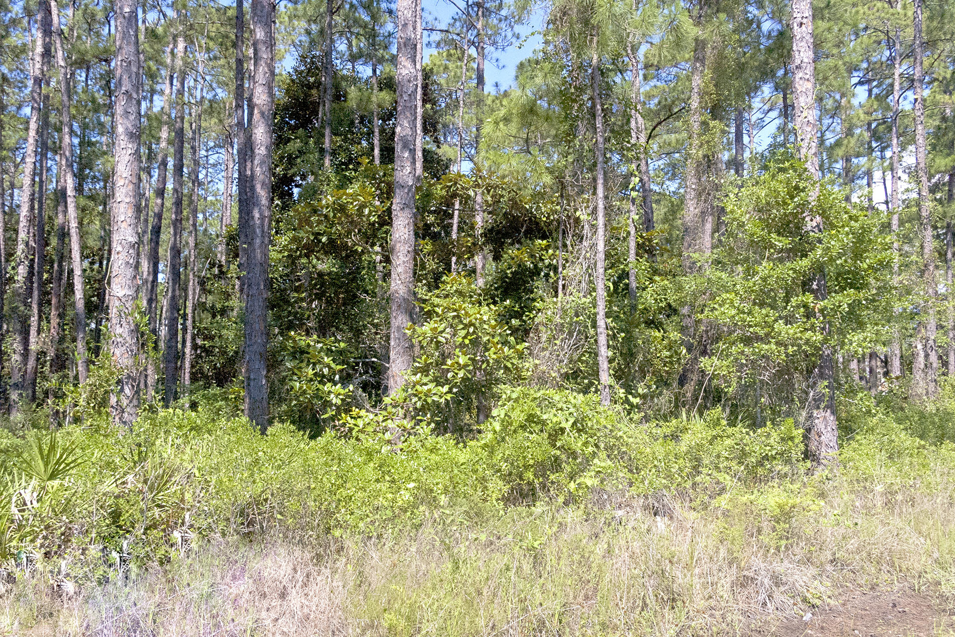 Lot H19 Driftwood Point Road Santa Rosa Beach, FL 32459 - Photo 3 of 5 a view of a garden