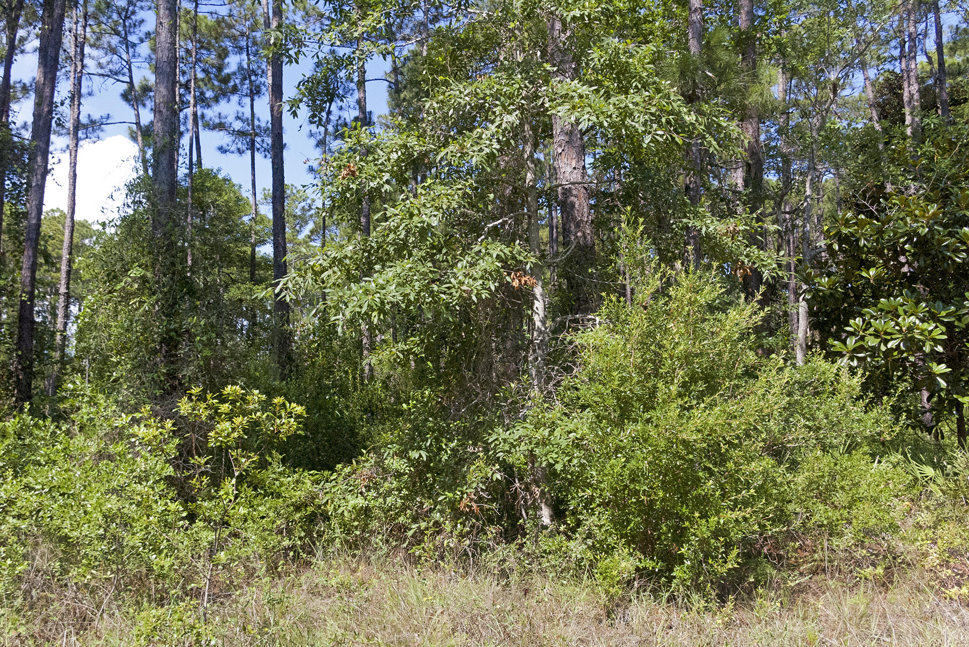 Lot H19 Driftwood Point Road Santa Rosa Beach, FL 32459 - Photo 4 of 5 a view of a house with a tree