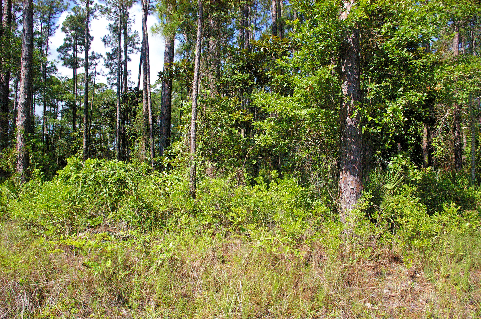Lot H19 Driftwood Point Road Santa Rosa Beach, FL 32459 - Photo 5 of 5 a view of a garden