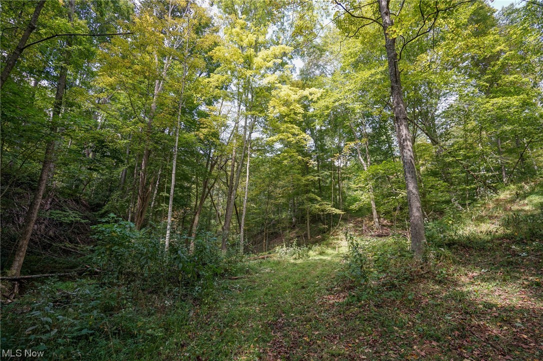 555 State Route Blue Rock, OH 43720 - Photo 10 of 28 View of local wilderness