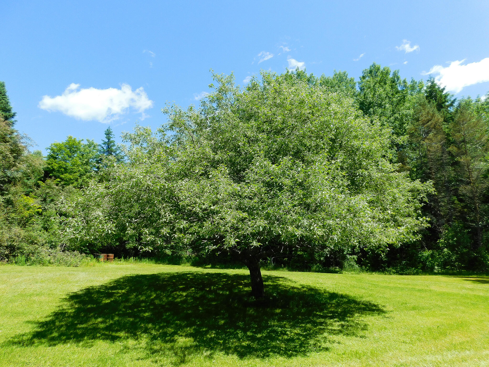 59 Woodbridge Corner Road Sherman, ME 04776 - Photo 4 of 38 4
