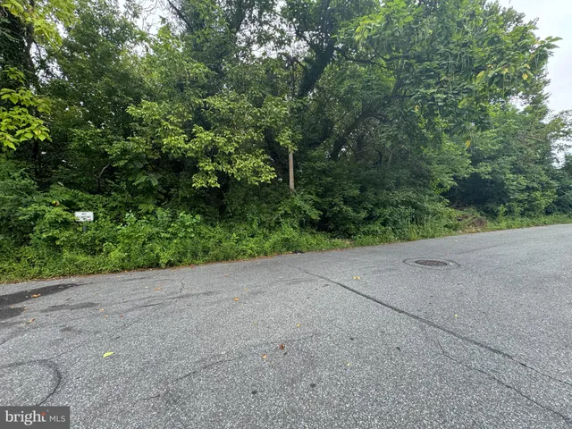 a view of a road with plants and trees in the background