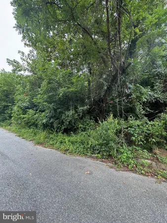 a view of a forest with a street