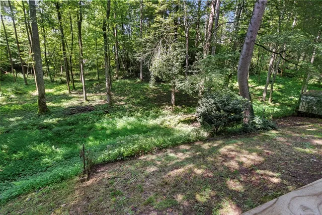 a view of a forest with trees