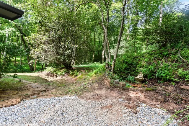 a view of a forest with trees in the background