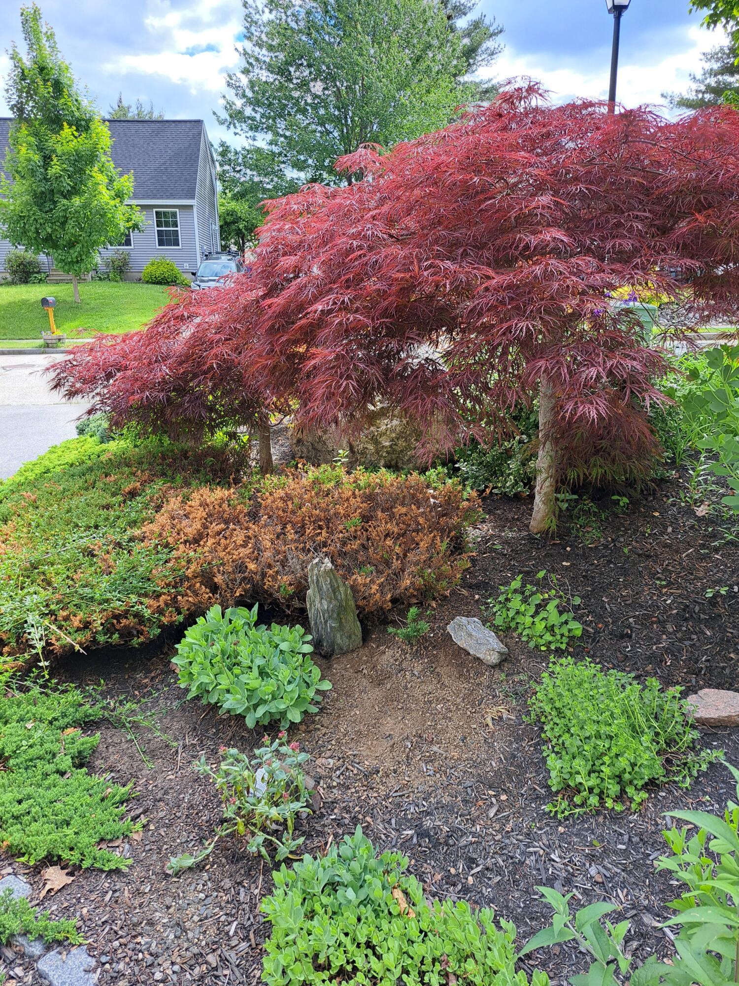 105 Beverly Street Portland, ME 04103 - Photo 57 of 63 japanese maple
