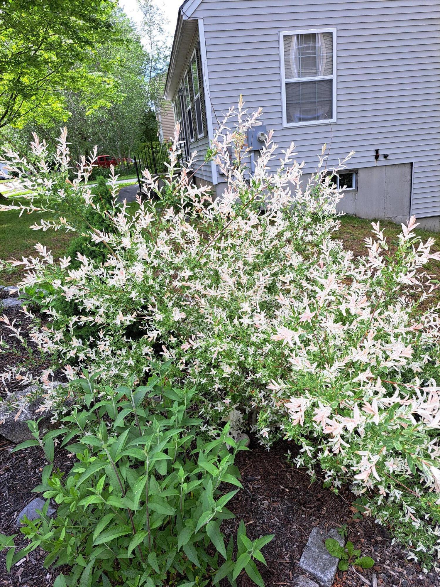 105 Beverly Street Portland, ME 04103 - Photo 58 of 63 dappled willows