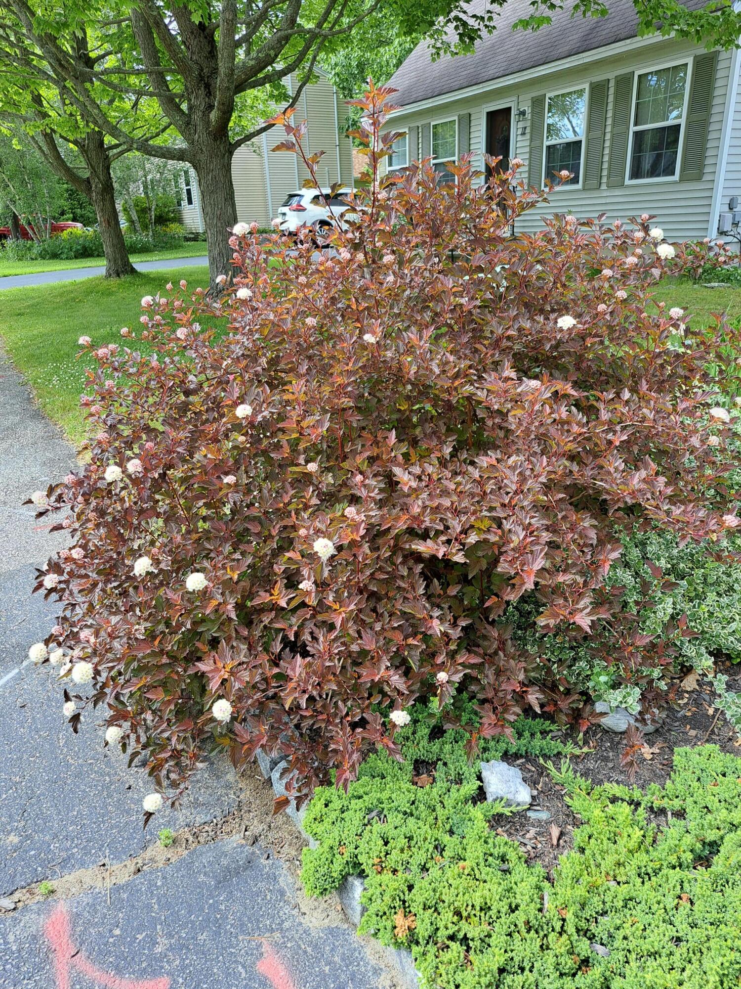 105 Beverly Street Portland, ME 04103 - Photo 59 of 63 garden 2