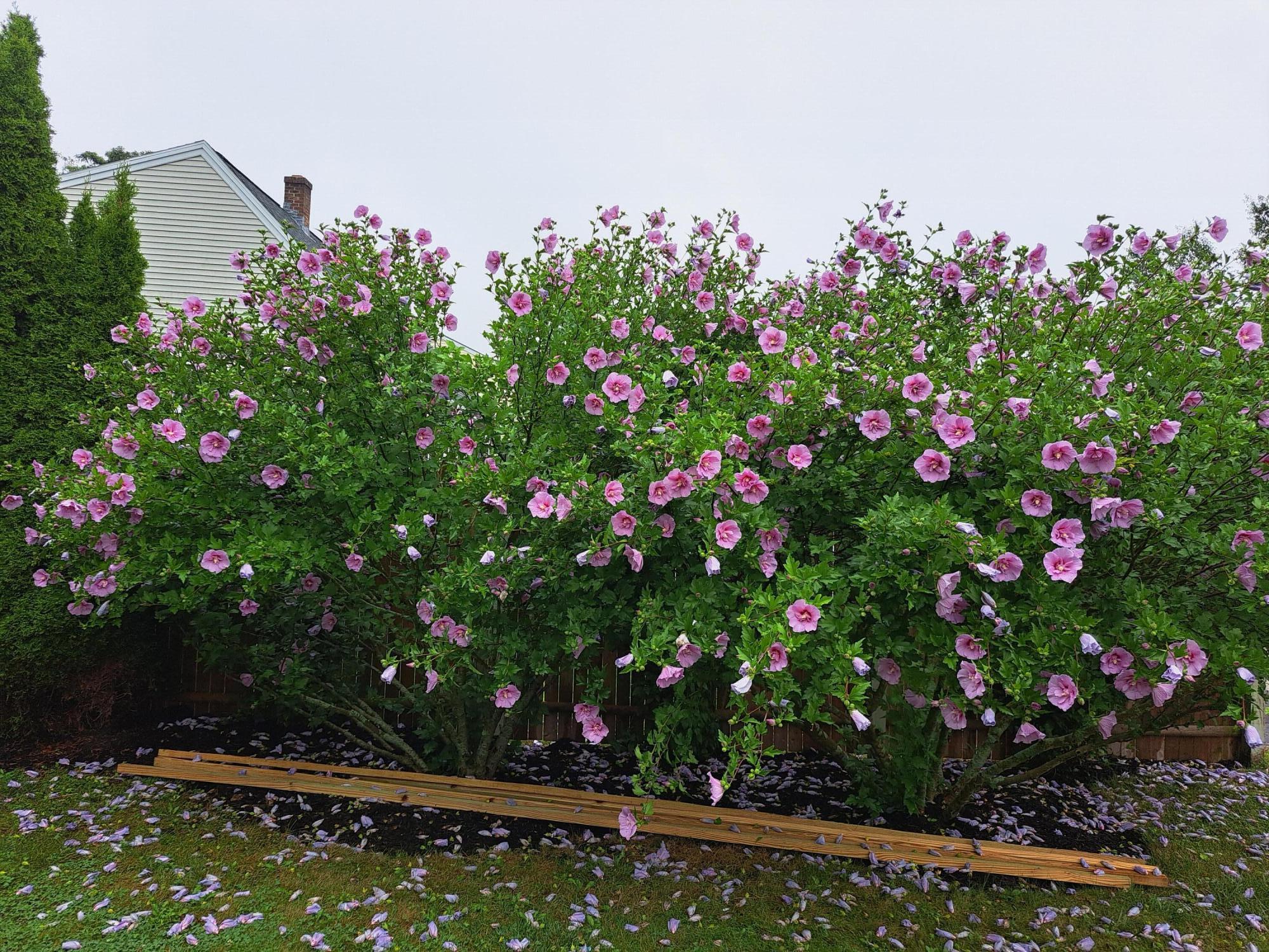 105 Beverly Street Portland, ME 04103 - Photo 62 of 63 susans