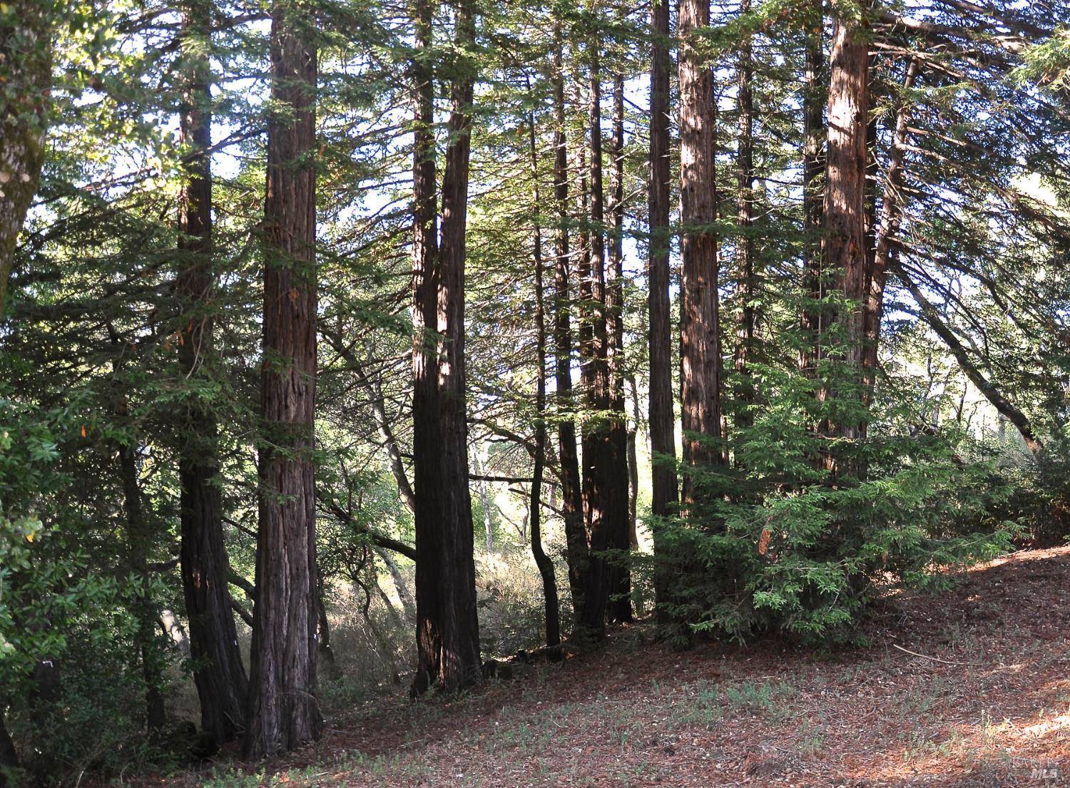 128 Ridgecrest Road Kentfield, CA 94904 - Photo 58 of 69