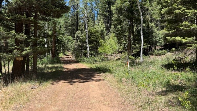 Tbd Tbd Sawyer Mesa Road Tererro, NM 87573 - Photo 5 of 56 Gallery Image 5