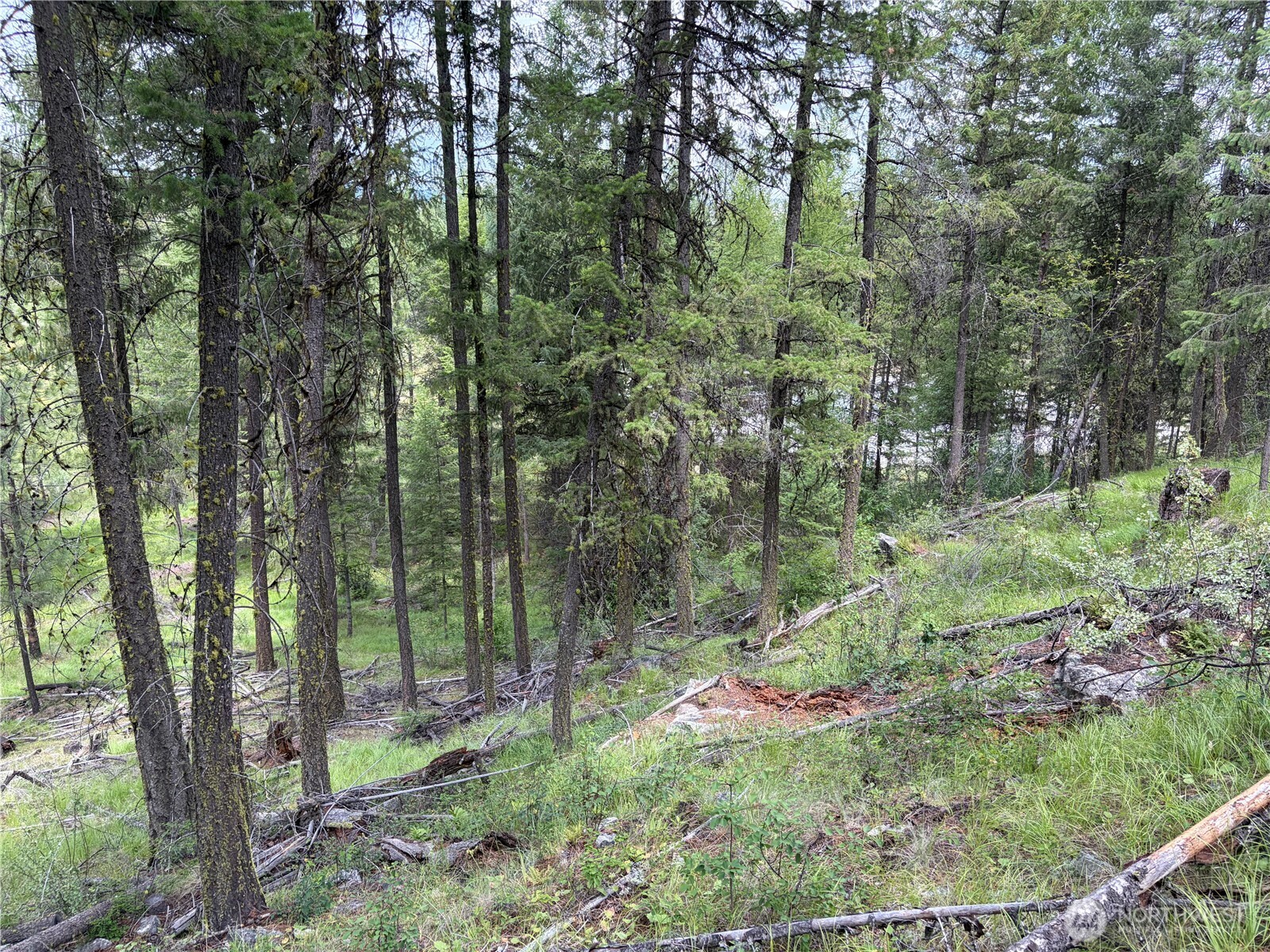 33 Outback Road Oroville, WA 98844 - Photo 16 of 26 a view of a forest filled with trees