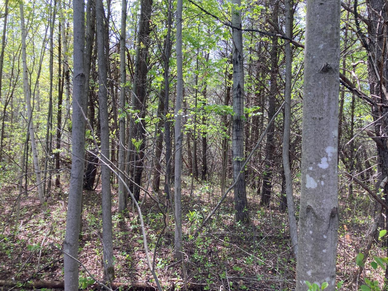 On Hale Road Peshtigo, WI 54157 - Photo 8 of 10 Gallery Image 8