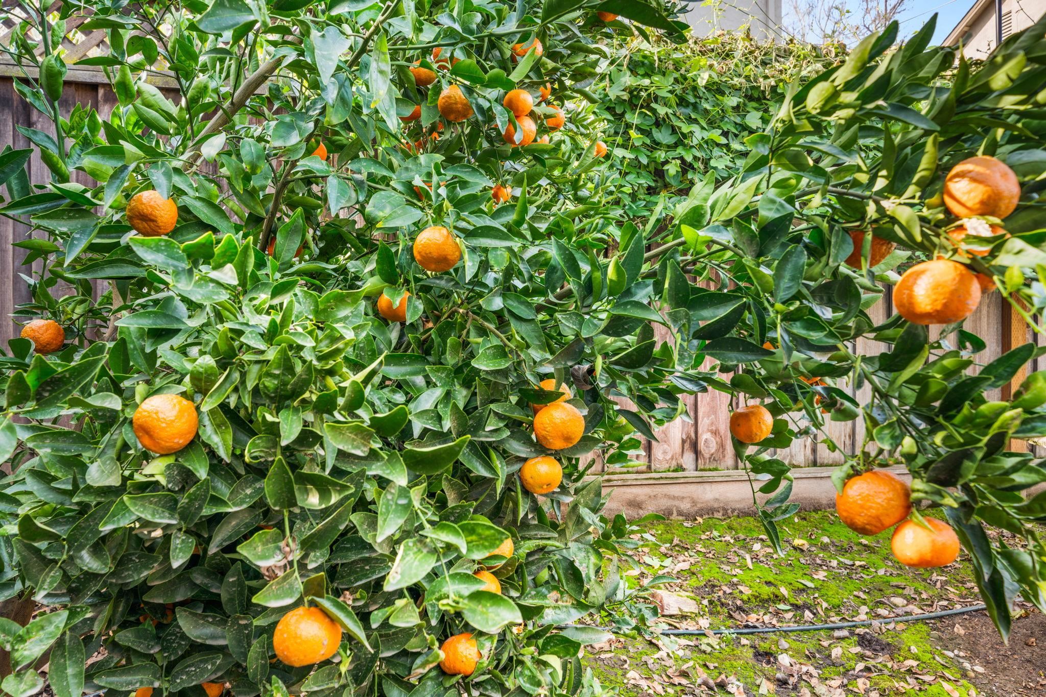 2128 Alexander Way Pleasanton, CA 94588 - Photo 30 of 39