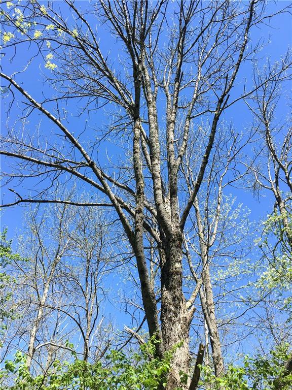 Lot 13 Richardson Road Orrington, ME 04474 - Photo 25 of 33 Huge oak trees.