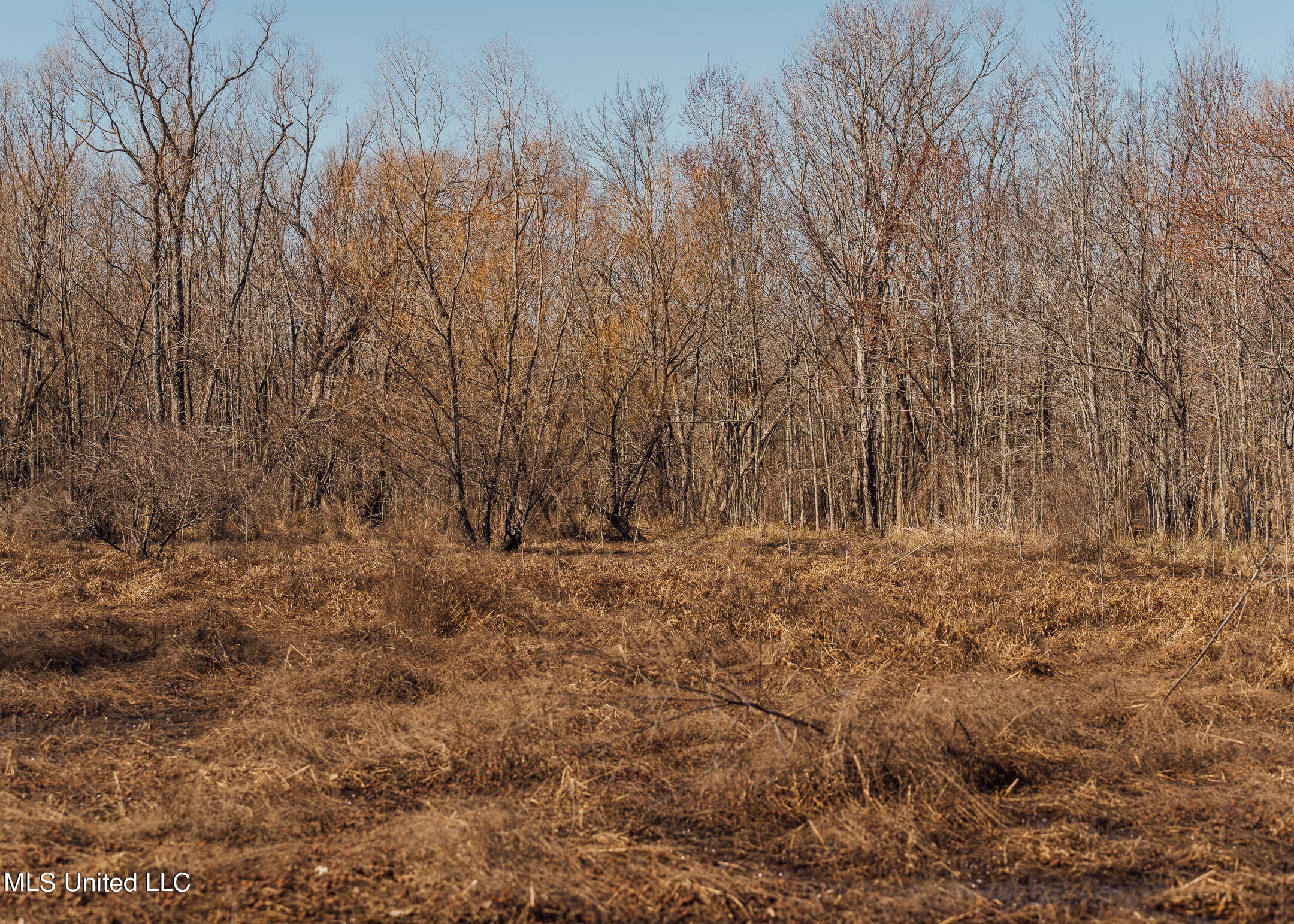 2166 West Marks Road Marks, MS 38646 - Photo 34 of 88 550 Quitman land pics-13