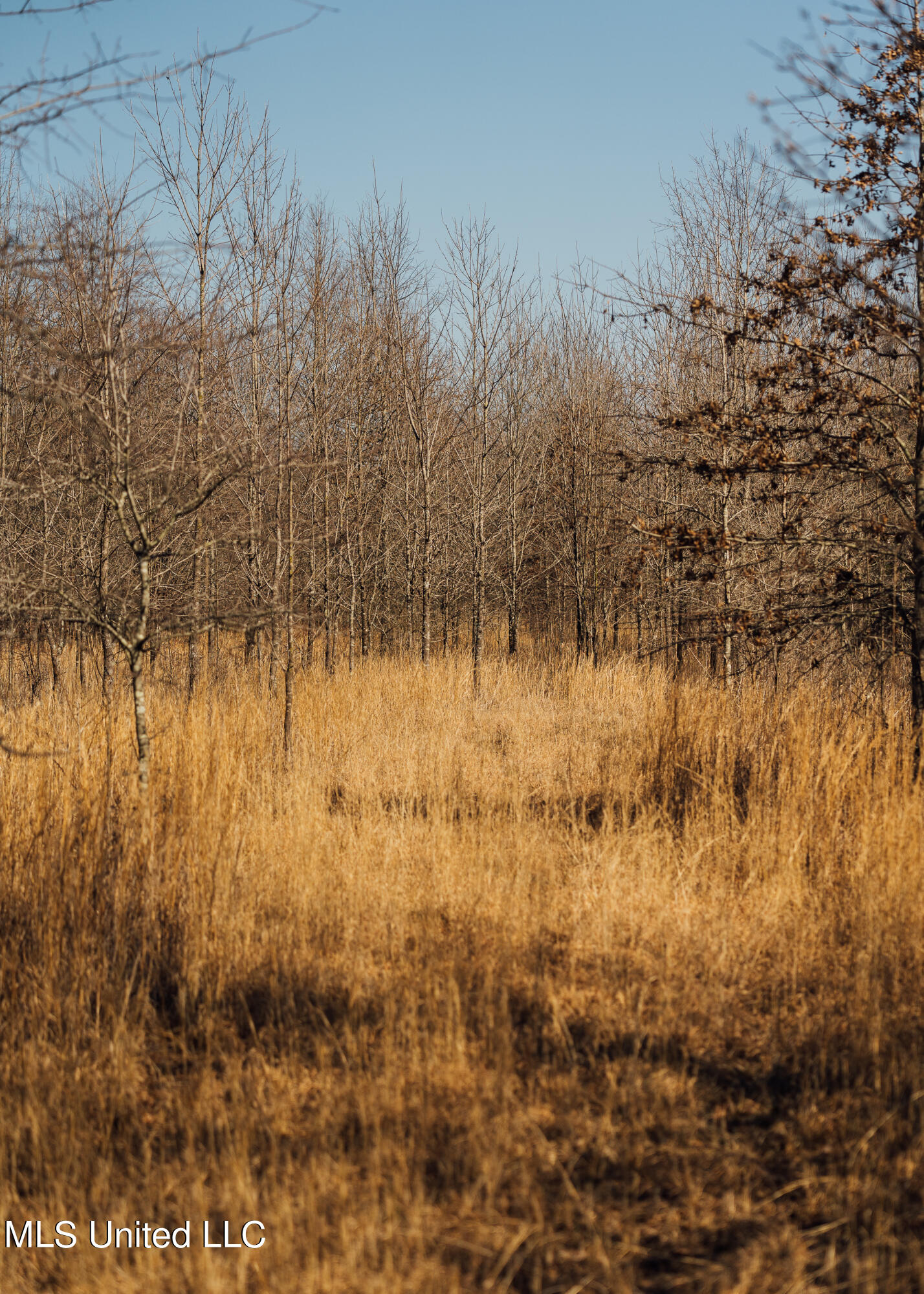 2166 West Marks Road Marks, MS 38646 - Photo 47 of 88 550 Quitman land pics-34