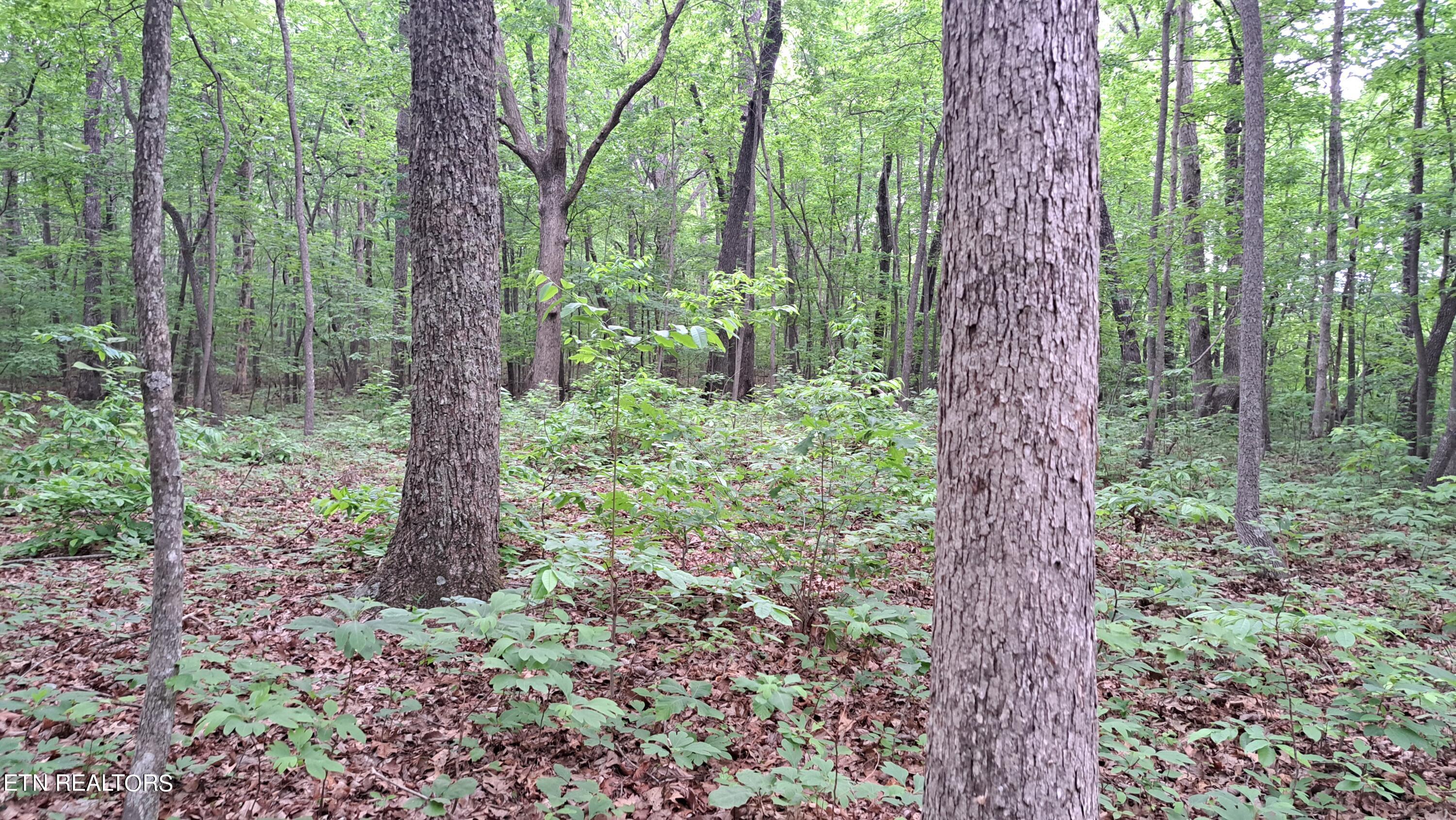 Hill Road Crossville, TN 38572 - Photo 17 of 35 20240522_162124