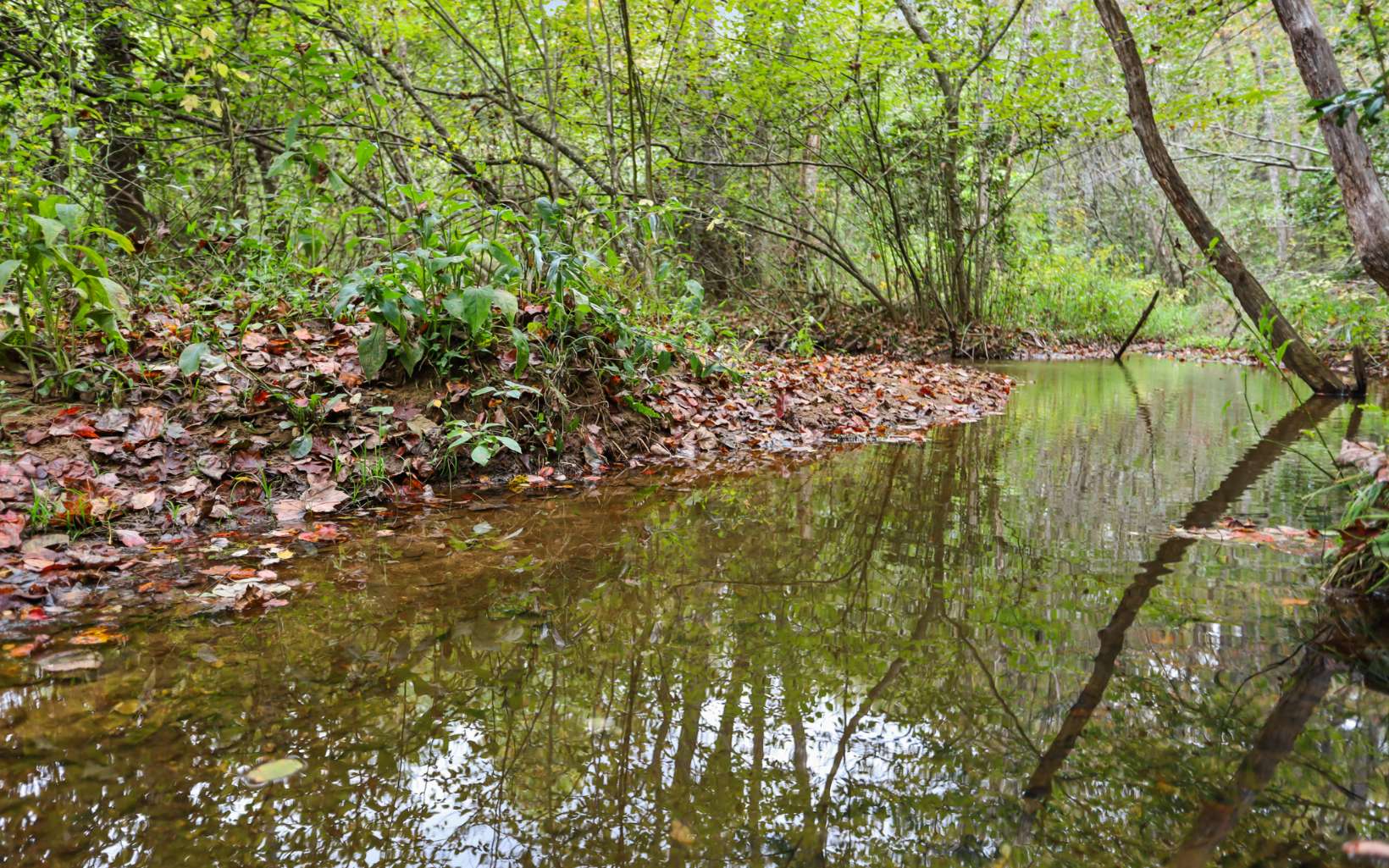 1955 Cavender Gap Road Suches, GA 30572 - Photo 5 of 45 Additional View