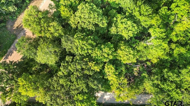 a view of a lush green forest