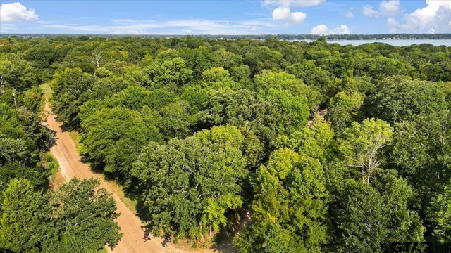 a view of a bunch of plants