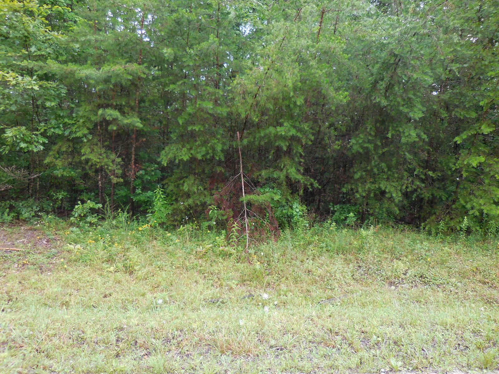 Sam Beaty Road Jamestown, TN 38556 - Photo 5 of 8 214