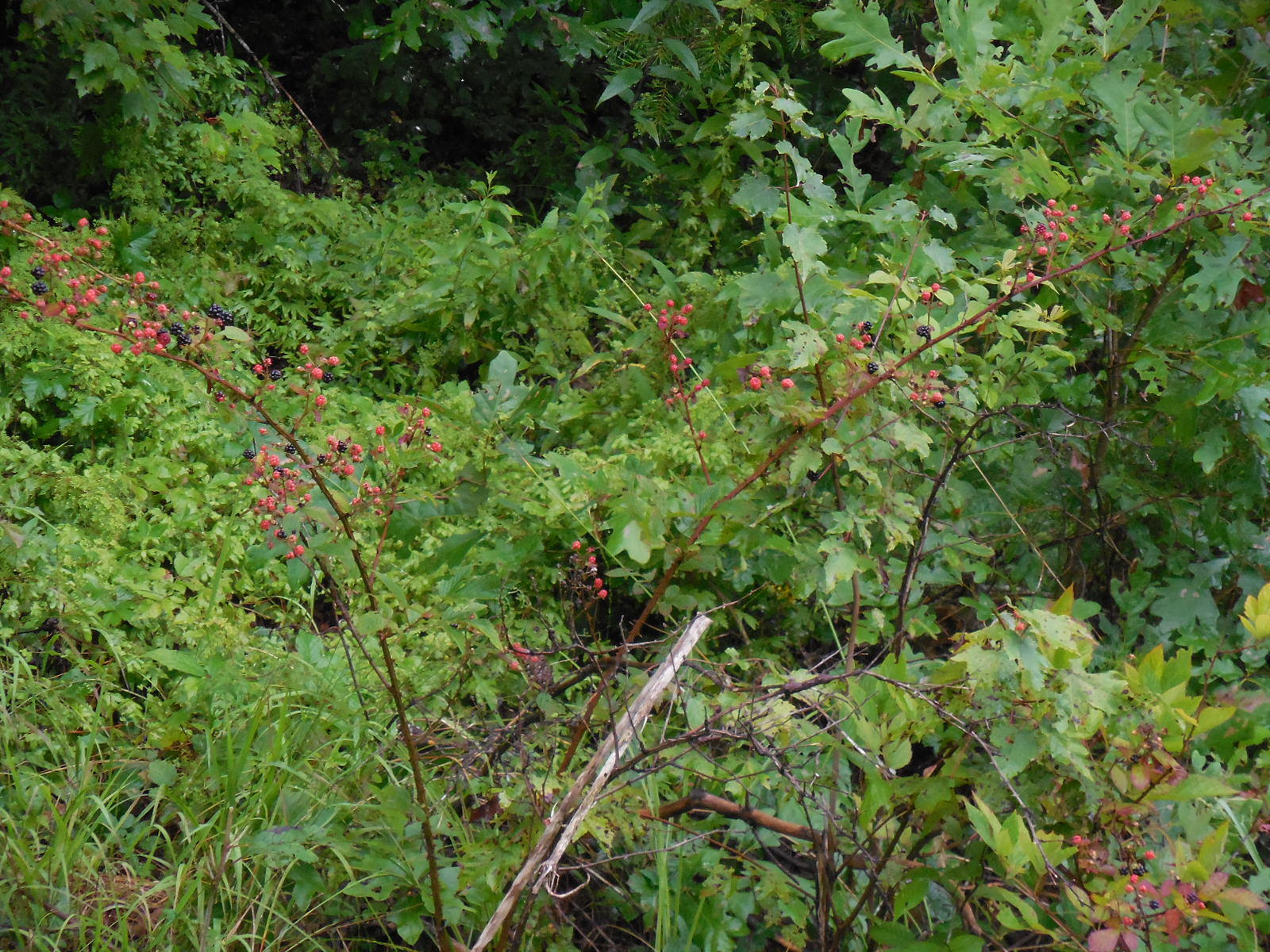 Sam Beaty Road Jamestown, TN 38556 - Photo 7 of 8 216