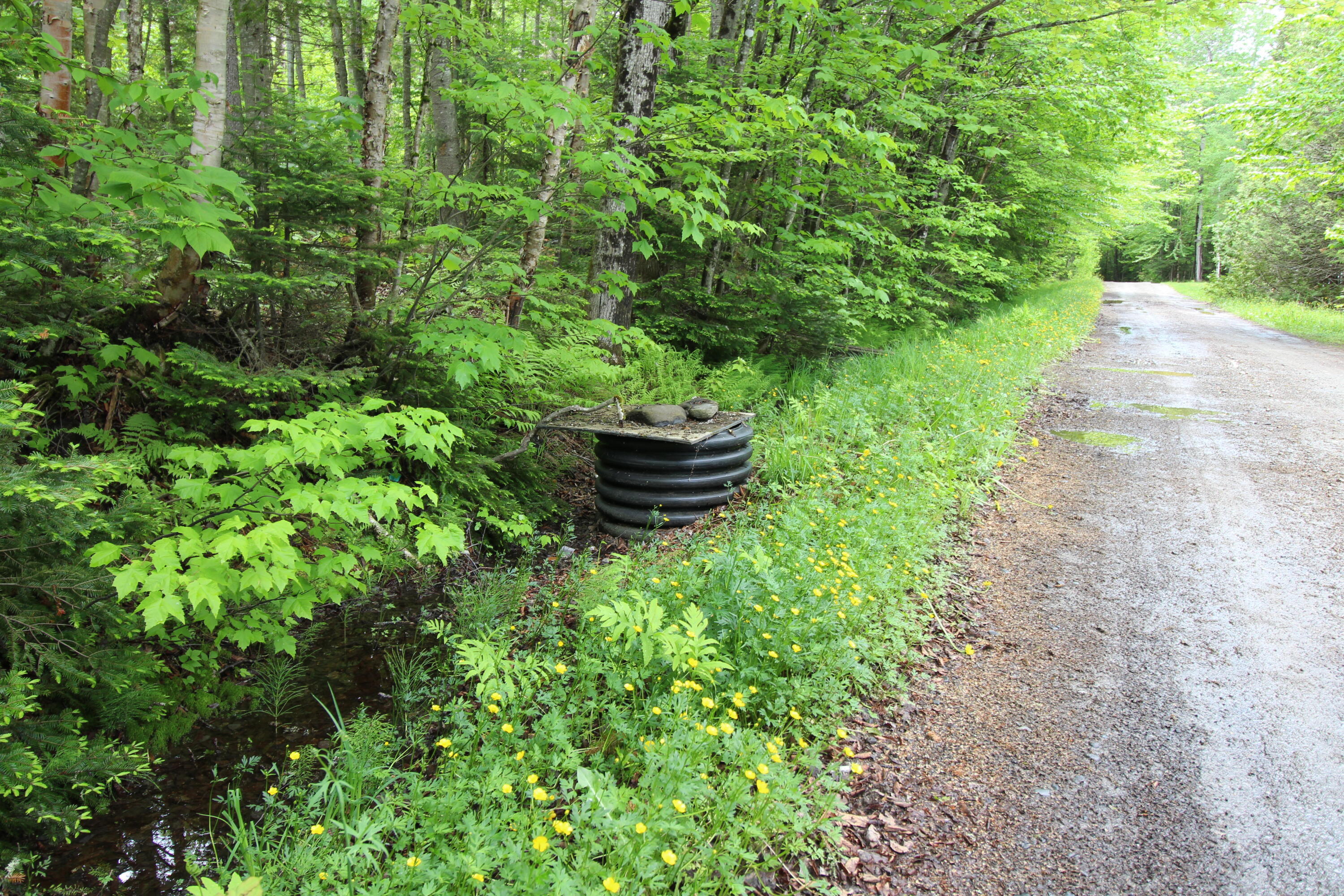 Lot 5 Lot Road Oquossoc, ME 04964 - Photo 31 of 31 IMG_4817